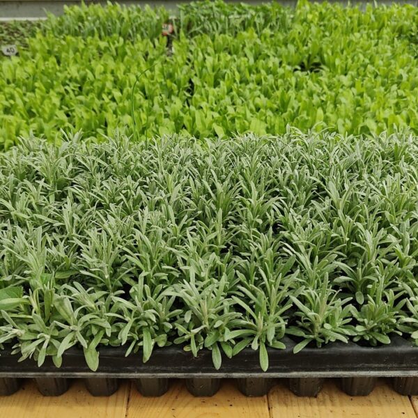 Pianta di Helichrysum italicum biologico 104 fori, coltivata senza pesticidi in vivaio certificato.