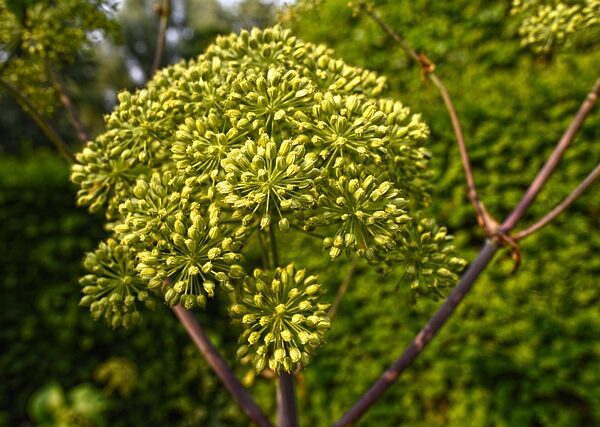 Pianta di Angelica archangelica biologica con grandi foglie frastagliate e ombrelle di fiori verde-giallastri, coltivata senza pesticidi in orto sinergico.