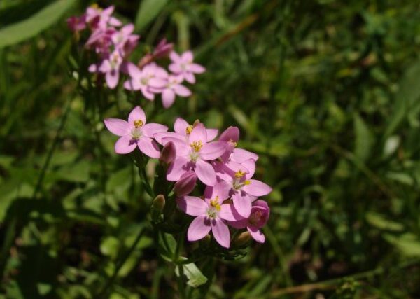 Pianta di Centaurium erythraea biologica in piena fioritura, con delicati fiori rosa a stella e foglie verdi, coltivata senza pesticidi in giardino rustico.