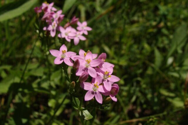 centaurium-erythraea-biologica Pianta di Centaurium erythraea biologica in piena fioritura, con delicati fiori rosa a stella e foglie verdi, coltivata senza pesticidi in giardino rustico.
