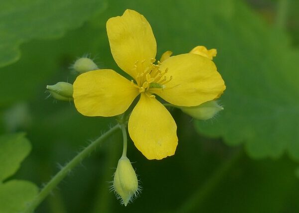 Pianta di Chelidonium majus biologica in piena fioritura, con fiori gialli e foglie lobate, coltivata senza pesticidi in giardino ombroso.