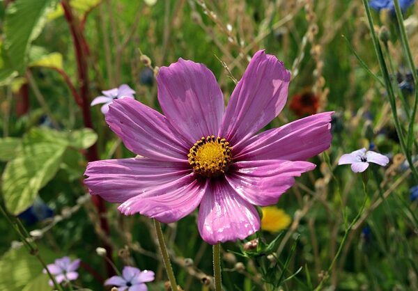 Pianta di Cosmos bipinnatus biologico in piena fioritura, con fiori rosa e bianchi e fogliame piumoso, coltivata senza pesticidi in orto sinergico.