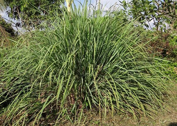 Cespi di Cymbopogon flexuosus biologico (Lemongrass) con foglie verdi nastriformi, coltivati senza pesticidi in vaso o in orto aromatico.
