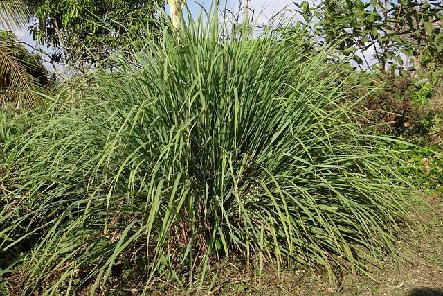 cymbopogon-flexuosus-biologico Cespi di Cymbopogon flexuosus biologico (Lemongrass) con foglie verdi nastriformi, coltivati senza pesticidi in vaso o in orto aromatico.