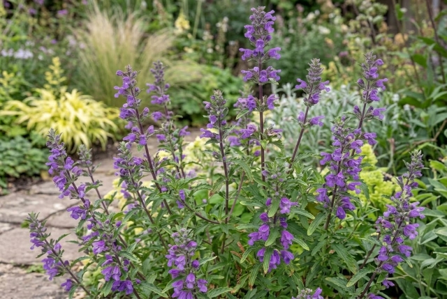 dracocephalum-moldavica-biologica Pianta di Dracocephalum moldavica biologica in piena fioritura, con spighe di fiori blu-viola e foglie verdi, coltivata senza pesticidi in orto sinergico.