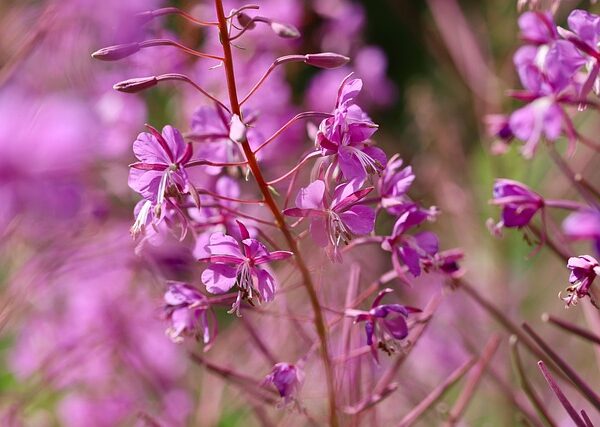 Pianta di Epilobium angustifolium biologico in piena fioritura, con alte spighe di fiori rosa-violacei e foglie lanceolate, coltivata senza pesticidi.