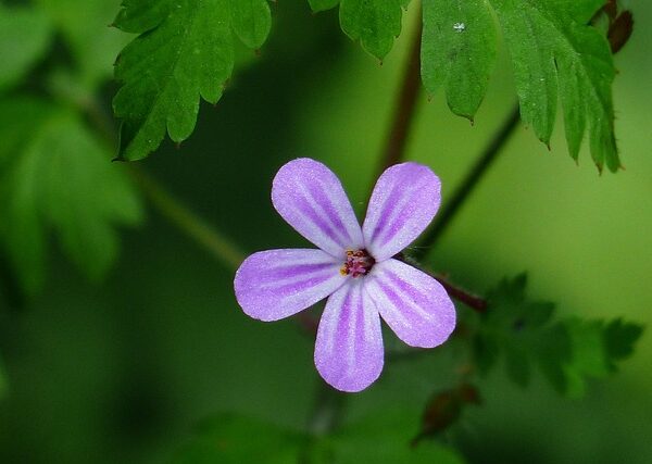 Pianta di Geranium robertianum biologica in piena fioritura, con foglie lobate rossastre e delicati fiori rosa, coltivata senza pesticidi in giardino ombroso.