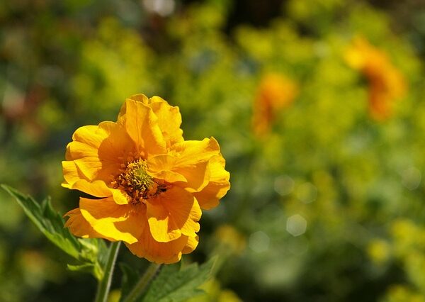 Pianta di Geum urbanum biologica in piena fioritura, con delicati fiori gialli e foglie lobate, coltivata senza pesticidi in giardino ombroso.