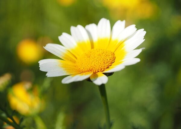 Pianta di Glebionis coronaria biologica in piena fioritura, con fiori gialli simili a margherite e foglie lobate, coltivata senza pesticidi in orto sinergico.