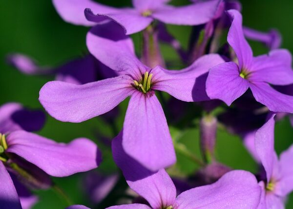Pianta di Hesperis matronalis biologica in piena fioritura, con grappoli di fiori viola profumati e foglie lanceolate, coltivata senza pesticidi in giardino.