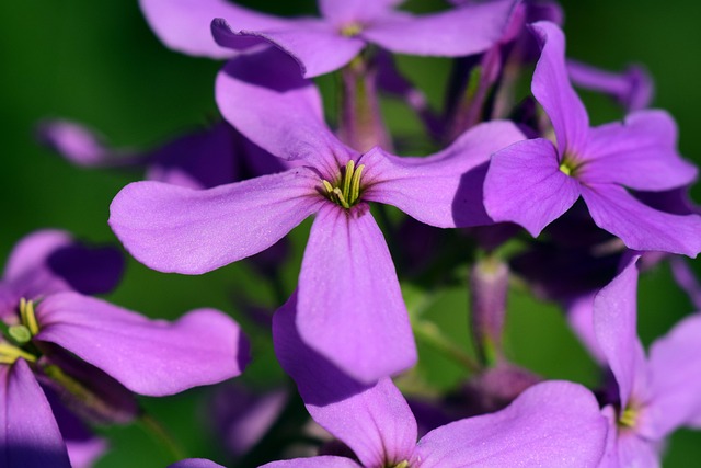hesperis-matronalis-biologico Pianta di Hesperis matronalis biologica in piena fioritura, con grappoli di fiori viola profumati e foglie lanceolate, coltivata senza pesticidi in giardino.