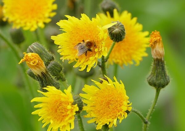 Pianta di Hieracium pilosella biologica in piena fioritura, con foglie pelose e capolini gialli, coltivata senza pesticidi come tappeto verde in orto sinergico.