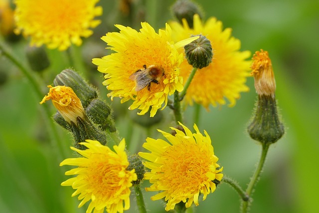hieracium-pilosella-biologico Pianta di Hieracium pilosella biologica in piena fioritura, con foglie pelose e capolini gialli, coltivata senza pesticidi come tappeto verde in orto sinergico.