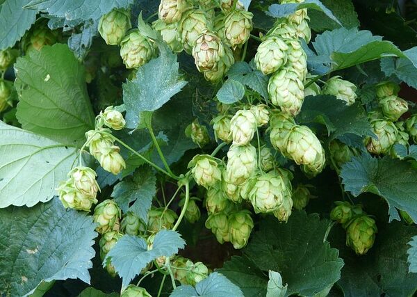 Pianta di Humulus lupulus biologica rampicante con coni verdi (strobili), coltivata senza pesticini su un pergolato in orto sinergico.