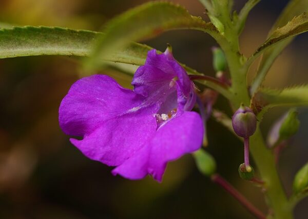 Pianta di Impatiens balsamina biologica in piena fioritura, con fiori rosa vivaci e fusti succulenti, coltivata senza pesticidi in giardino.