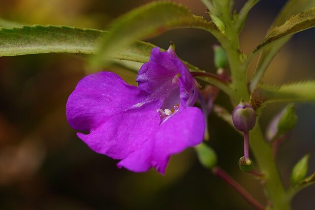 impatiens-balsamina-biologica Pianta di Impatiens balsamina biologica in piena fioritura, con fiori rosa vivaci e fusti succulenti, coltivata senza pesticidi in giardino.