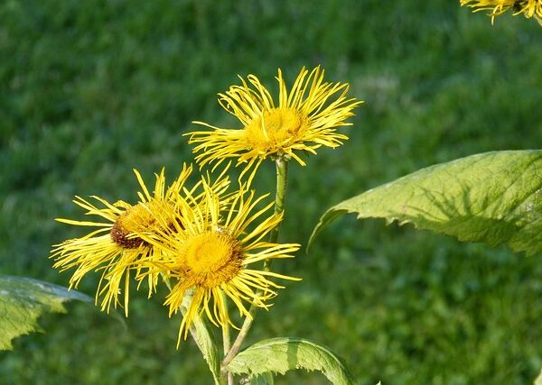Pianta di Inula helenium biologica in piena fioritura, con grandi fiori gialli e foglie ruvide, coltivata senza pesticidi in orto sinergico.