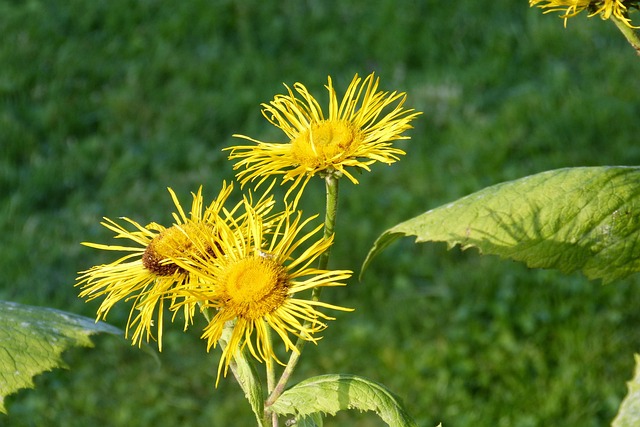 inula-helenium-biologica Pianta di Inula helenium biologica in piena fioritura, con grandi fiori gialli e foglie ruvide, coltivata senza pesticidi in orto sinergico.