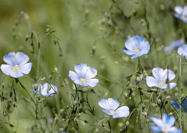 Pianta di Linum perenne biologico in piena fioritura, con delicati fiori azzurri e steli sottili, coltivata senza pesticidi in giardino roccioso.