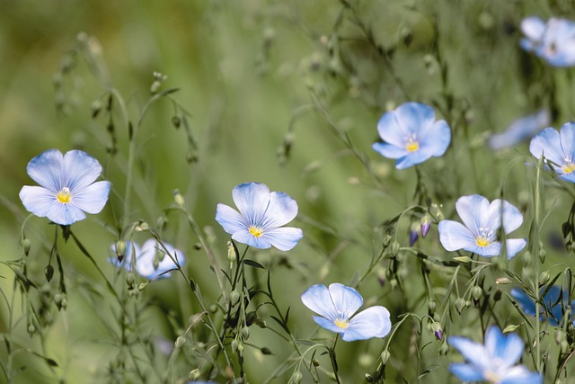 linum-perenne-biologico Pianta di Linum perenne biologico in piena fioritura, con delicati fiori azzurri e steli sottili, coltivata senza pesticidi in giardino roccioso.