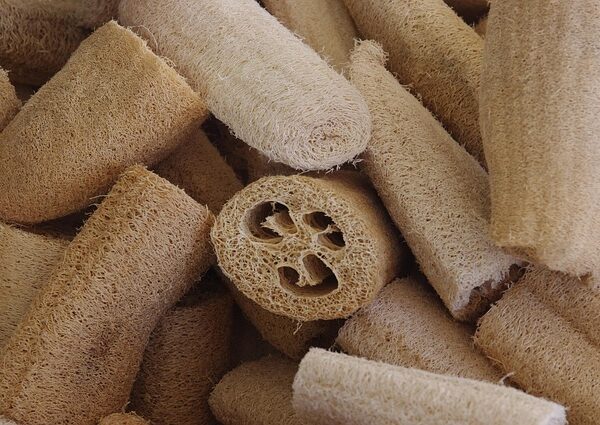 Pianta di Luffa cylindrica biologica rampicante con frutti allungati verdi e fiori gialli, coltivata senza pesticini su un pergolato.