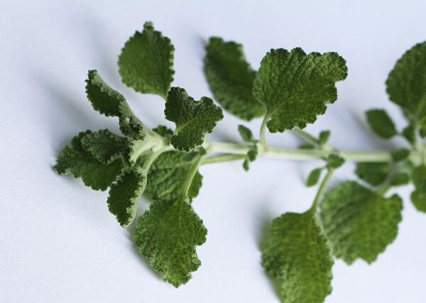 Pianta di Marrubium vulgare biologico in piena fioritura, con foglie rugose argentate e spighe di fiori bianchi lanuginosi, coltivata senza pesticidi.