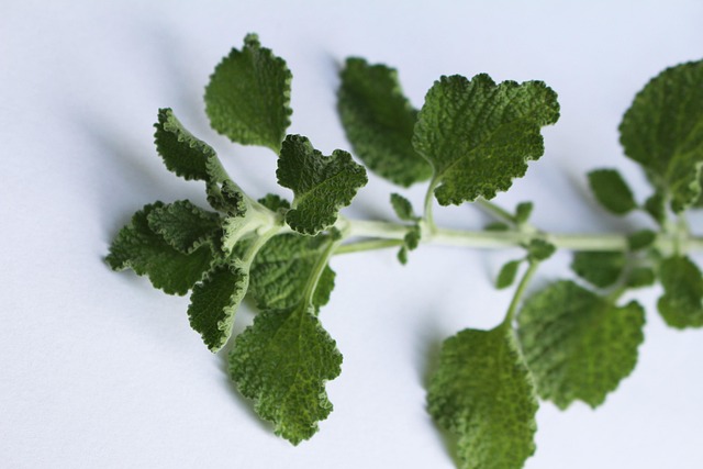 marrubium-vulgare-biologico Pianta di Marrubium vulgare biologico in piena fioritura, con foglie rugose argentate e spighe di fiori bianchi lanuginosi, coltivata senza pesticidi.