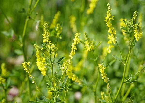 Pianta di Melilotus officinalis biologica in piena fioritura, con spighe di fiori gialli e foglie trifogliate, coltivata senza pesticidi in prato fiorito.