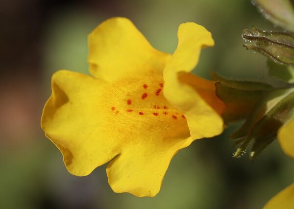 Pianta di Mimulus guttatus biologica in piena fioritura, con fiori gialli macchiati di rosso, coltivata senza pesticidi in giardino acquatico.
