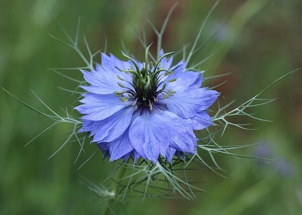 Pianta di Nigella damascena biologica in piena fioritura, con delicati fiori azzurri e fogliame piumoso, coltivata senza pesticidi in giardino.