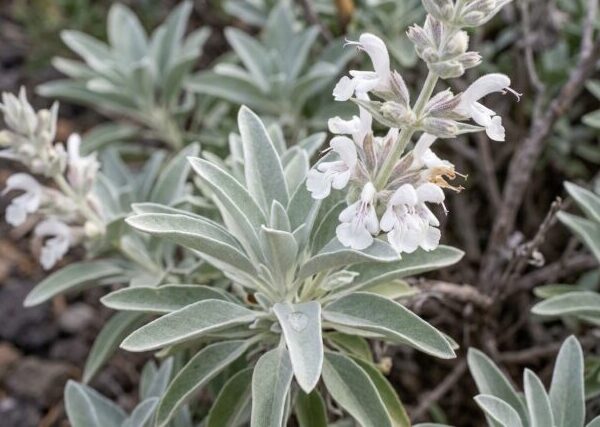 Arbusto di Salvia apiana biologico con foglie bianco-argentee lanuginose e spighe di fiori, coltivato senza pesticidi in giardino roccioso.