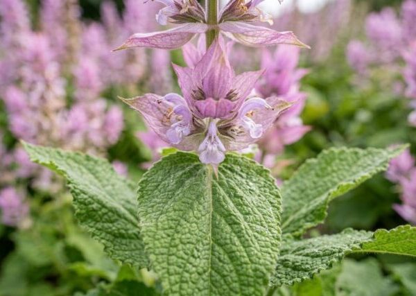 Pianta di Salvia sclarea biologica in piena fioritura, con spighe rosa-lilla e foglie pelose, coltivata senza pesticidi in giardino rustico.