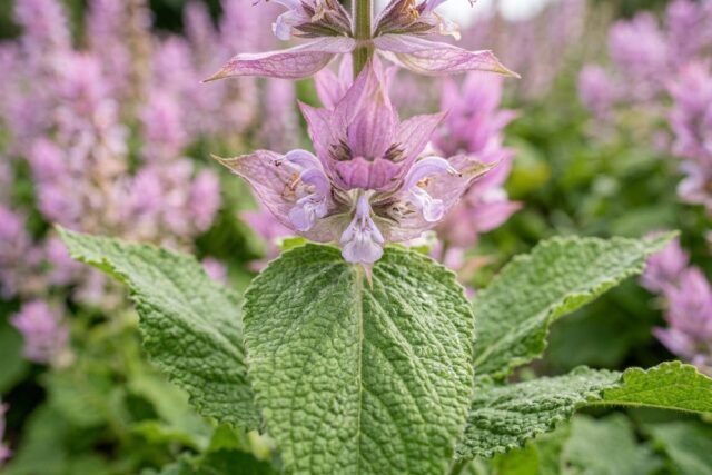 salvia-sclarea-biologica Pianta di Salvia sclarea biologica in piena fioritura, con spighe rosa-lilla e foglie pelose, coltivata senza pesticidi in giardino rustico.