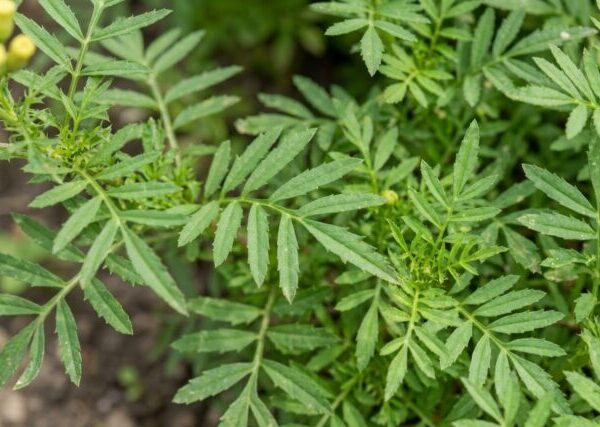 Pianta di Tagetes minuta biologica in piena fioritura, con piccoli fiori gialli e foglie lanceolate, coltivata senza pesticidi in orto sinergico.