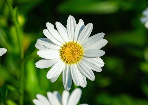 Pianta di Tanacetum cinerariifolium biologica in piena fioritura, con fiori bianchi a margherita e centro giallo, coltivata senza pesticidi in orto sinergico.