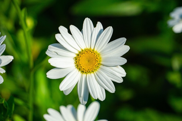 tanacetum-cinerariifolium-biologico Pianta di Tanacetum cinerariifolium biologica in piena fioritura, con fiori bianchi a margherita e centro giallo, coltivata senza pesticidi in orto sinergico.