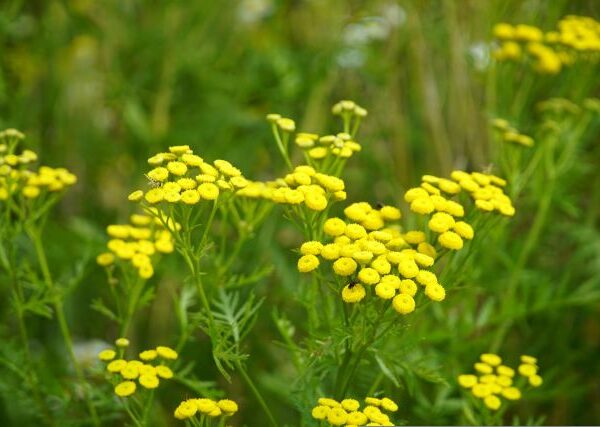 Pianta di Tanacetum vulgare biologico in piena fioritura, con fiori gialli a bottone e foglie frastagliate, coltivata senza pesticidi in orto sinergico.