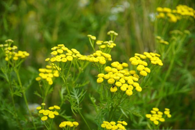 tanacetum-vulgare-biologico Pianta di Tanacetum vulgare biologico in piena fioritura, con fiori gialli a bottone e foglie frastagliate, coltivata senza pesticidi in orto sinergico.