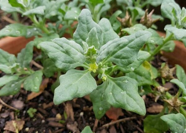 Pianta di Tetragonia tetragonioides biologica con foglie carnose triangolari verdi, coltivata senza pesticidi in orto sinergico estivo.