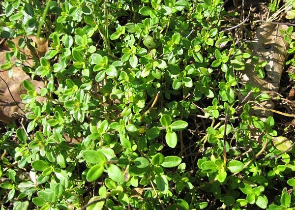 Pianta di Thymus serpyllum biologico in piena fioritura, con cuscinetti di foglie verdi e fiori rosa-violacei, coltivata senza pesticidi in giardino roccioso.