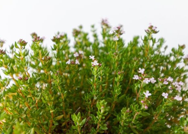 Pianta di Thymus vulgaris biologico con foglie verdi-grigie e spighe di fiori rosa-lilla, coltivata senza pesticidi in terreno sassoso.