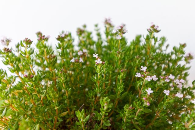 thymus-vulgaris-biologico Pianta di Thymus vulgaris biologico con foglie verdi-grigie e spighe di fiori rosa-lilla, coltivata senza pesticidi in terreno sassoso.