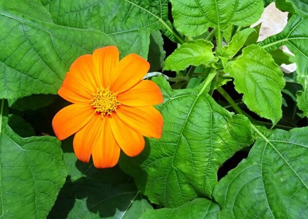 Pianta di Tithonia rotundifolia biologica in piena fioritura con grandi fiori arancioni e foglie verdi, coltivata senza pesticidi in orto sinergico.
