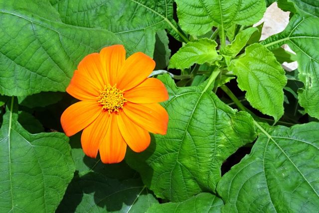 tithonia-rotundifolia-biologica Pianta di Tithonia rotundifolia biologica in piena fioritura con grandi fiori arancioni e foglie verdi, coltivata senza pesticidi in orto sinergico.