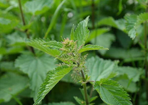 Pianta di Urtica dioica biologica con foglie verdi dentate e fusti eretti, coltivata senza pesticidi in orto sinergico.