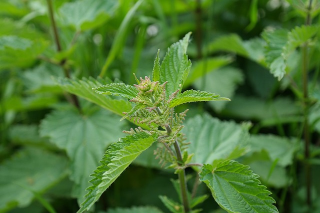 urtica-dioica-biologica Pianta di Urtica dioica biologica con foglie verdi dentate e fusti eretti, coltivata senza pesticidi in orto sinergico.