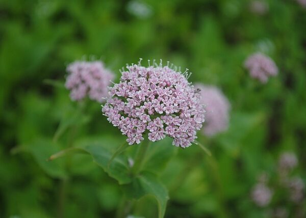 Pianta di Valeriana officinalis biologica in piena fioritura con fiori bianco-rosati e foglie pennate, coltivata senza pesticidi in orto sinergico.
