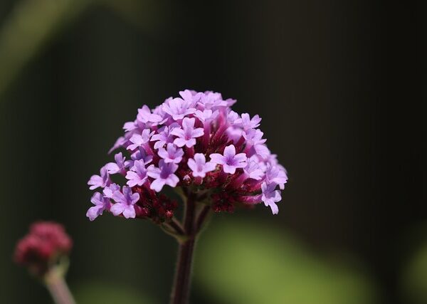 Pianta di Verbena bonariensis biologica in piena fioritura, con alti steli sottili e capolini viola, coltivata senza pesticidi in orto sinergico.