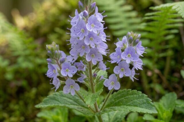 veronica-officinalis-biologica Pianta di Veronica officinalis biologica in piena fioritura, con piccoli fiori azzurri e foglie verdi striscianti, coltivata senza pesticidi in giardino roccioso.