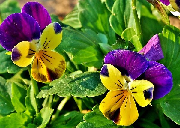 Pianta di Viola cornuta 'Tricolor' biologica in piena fioritura, con fiori multicolore e foglie cuoriformi, coltivata senza pesticini in orto sinergico.